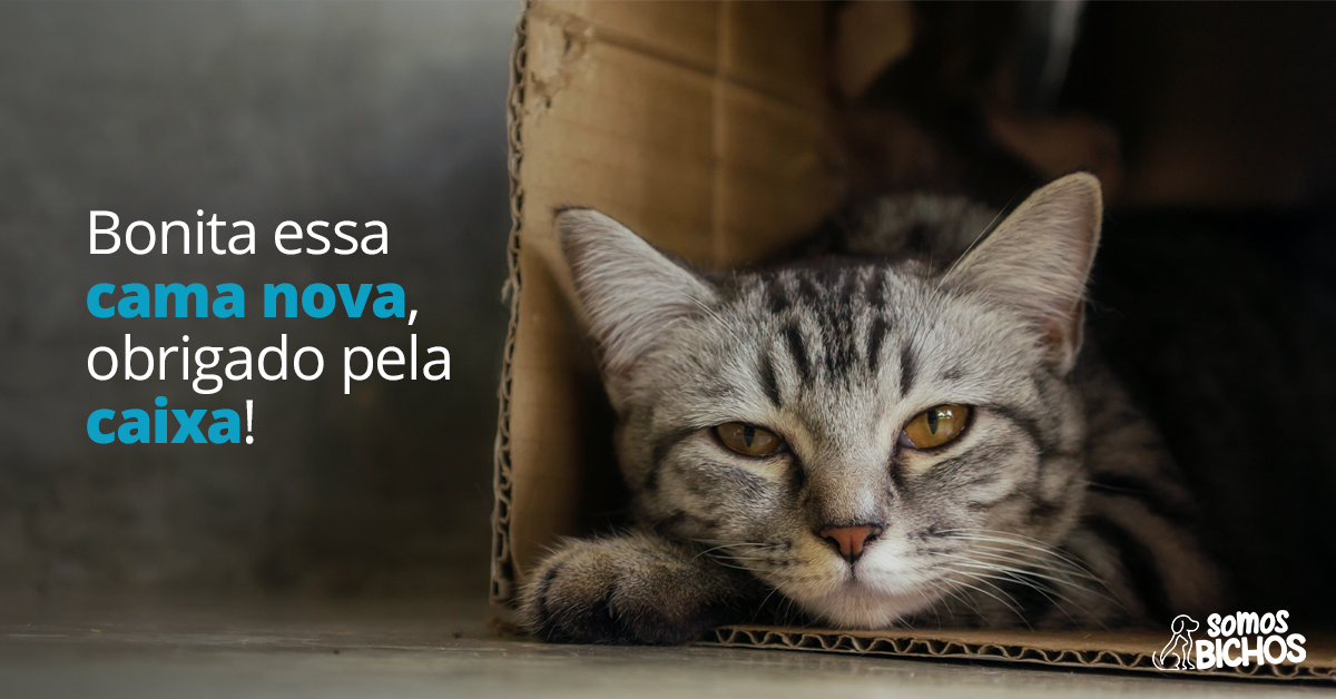 O Gato Na Caixa De Papelão Scan Vf Por que os gatos gostam de caixa de papelão? – MeBi – Hospital veterinário
