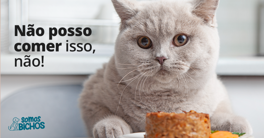 o que o gato não pode comer