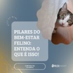 Pilares do bem-estar felino: Entenda o que é isso!