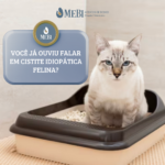 Você já ouviu falar em cistite idiopática felina?