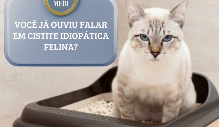 Você já ouviu falar em cistite idiopática felina