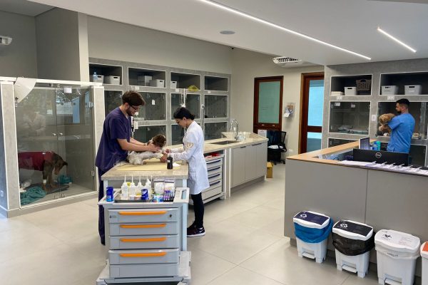 Internamento de cães